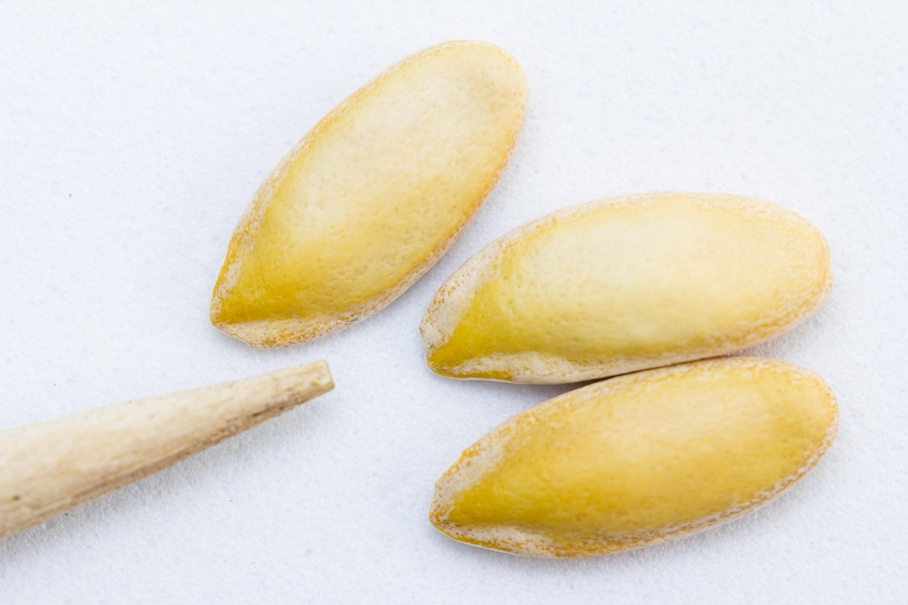 Related image for embryo implantation