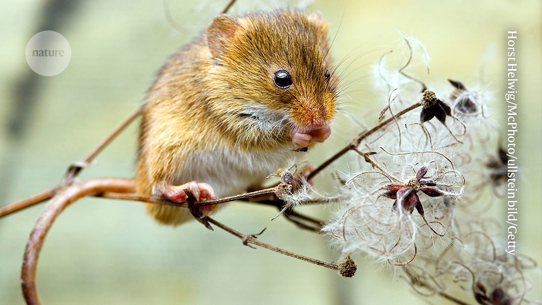 Related image for Gilbert White