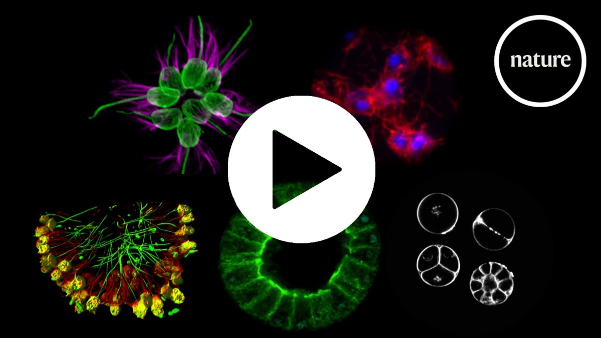 Related image for Multicellularity