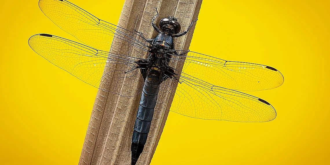 Ray-Ban Hack: Disabling the Recording Light