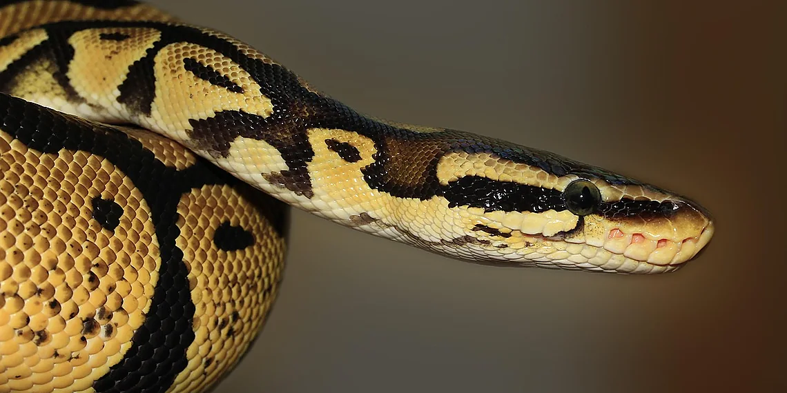 Related image for Pydantic data validation