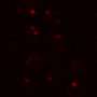 Related image for Martian