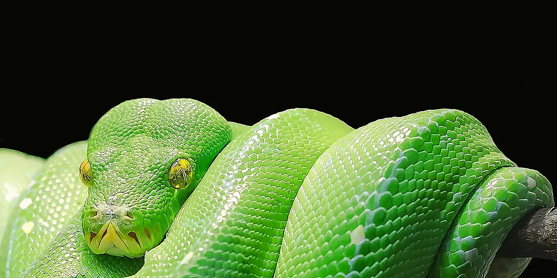 The Loop Bottleneck – NumPy Vectorization