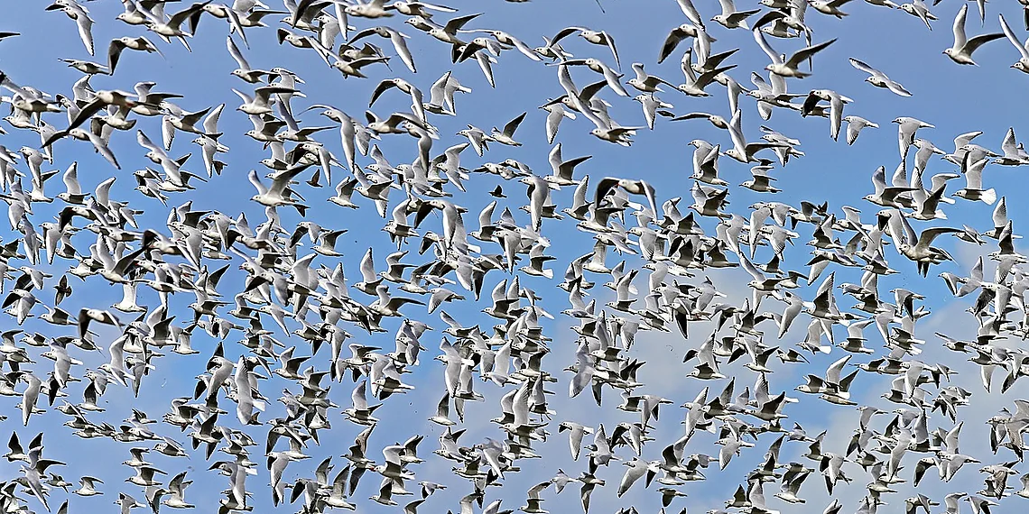 Related image for swarm learning