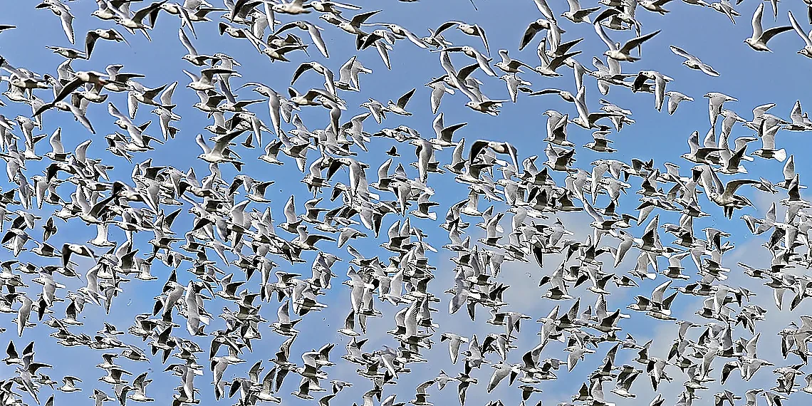 Swarm Learning vs. Foundation Models