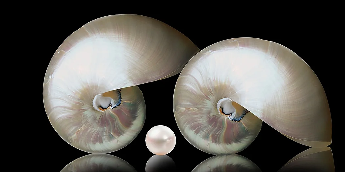 Related image for nacre composites