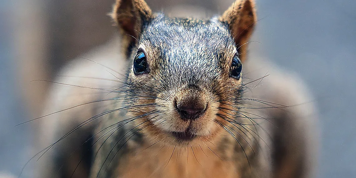 Engineering a Whisper: Design Details – supersonic aircraft