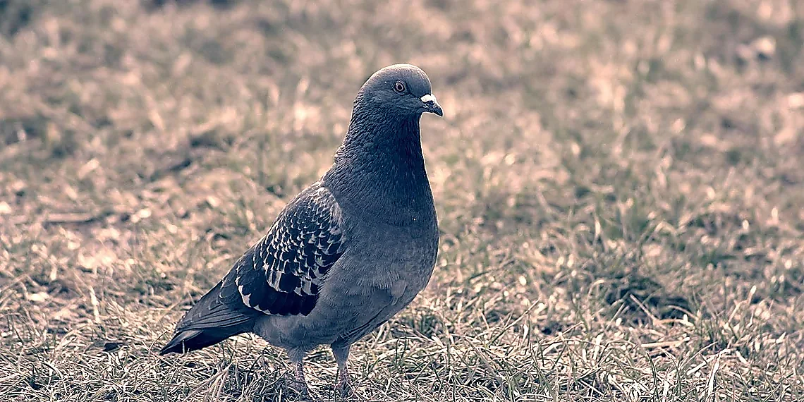 The Dark Matter Mystery – WIMP detection