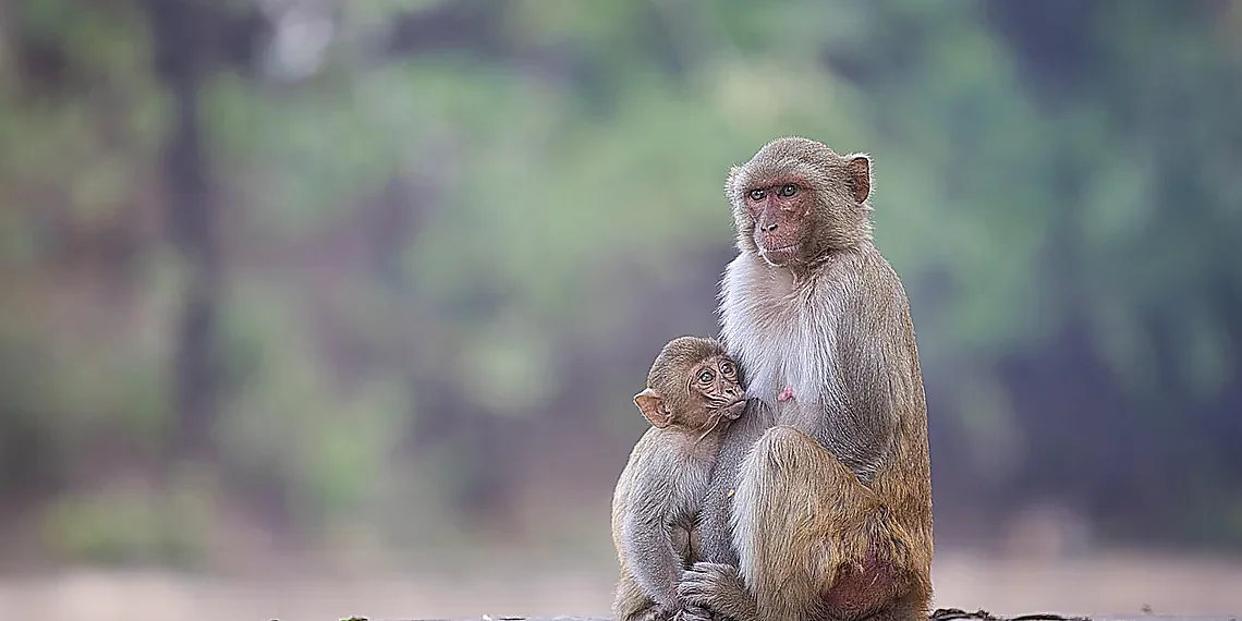 Why Centralized Learning Fails with Sensitive Data – federated ECG classification