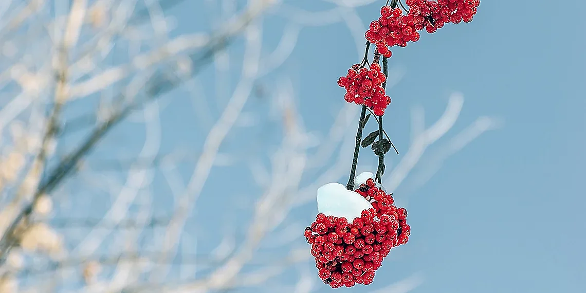 Clustering for Personalized Insights – Survival Prediction