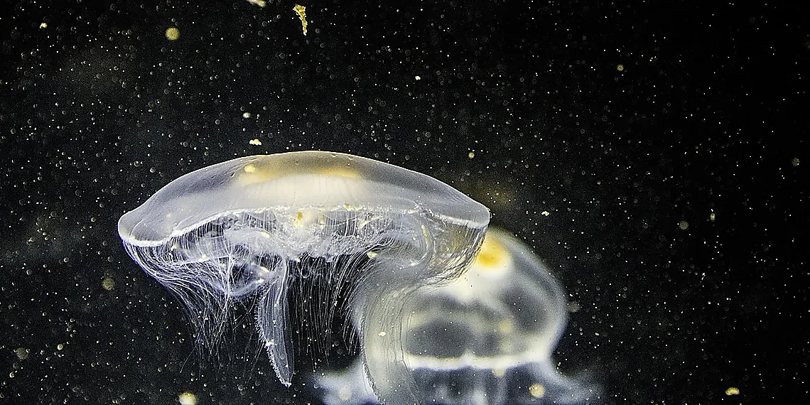 Knee-Assisted Movement & Air Efficiency – underwater exoskeleton