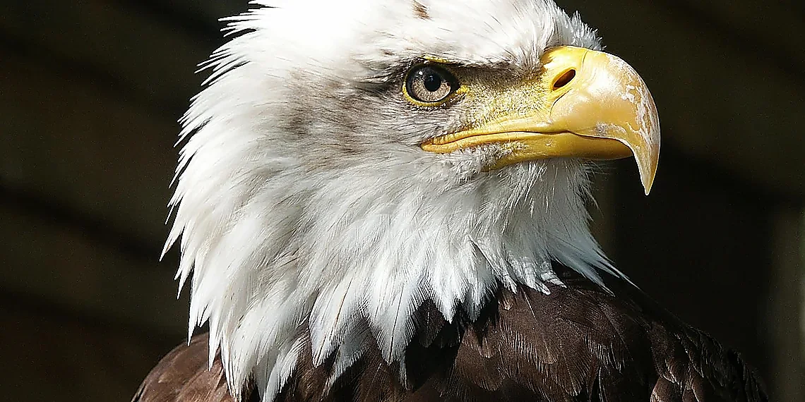 Designing a Digital Scholar – AI authorship