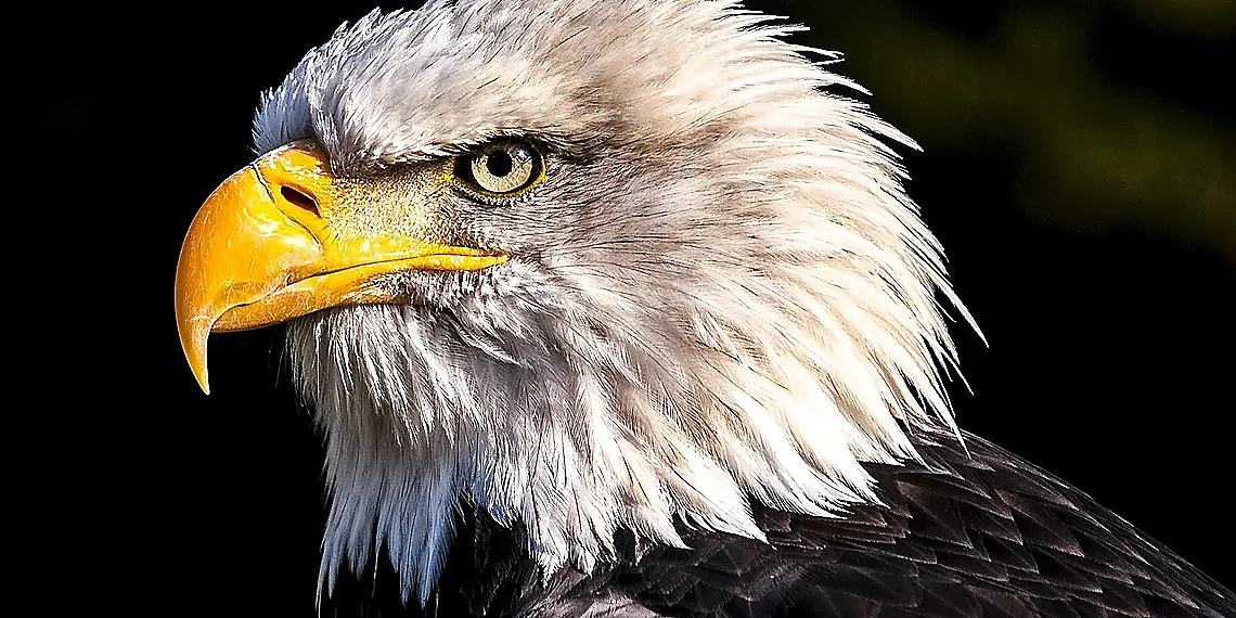 Setting Up EAGLE 2 & 3 in SageMaker – Generative AI Inference