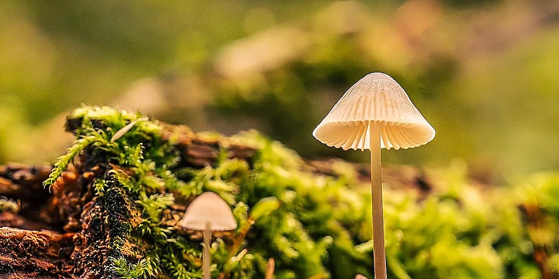 BioSentinel: Life's Resilience Beyond Earth – BioSentinel mission