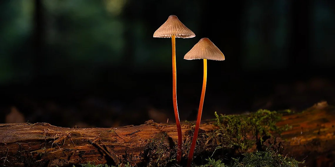 Related image for memristors