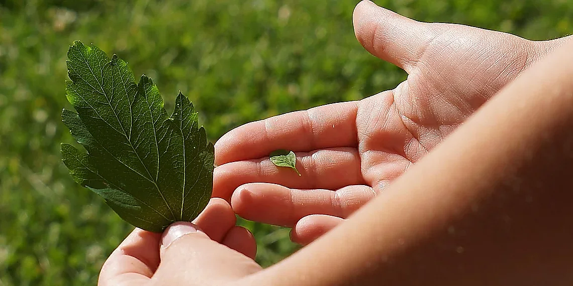 Adam & Beyond: A Comparative Look – language model training