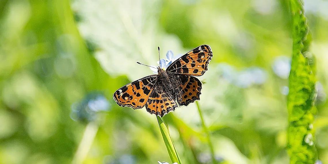 Idaeus Fossae: A Story in Stone – Mars butterfly discovery