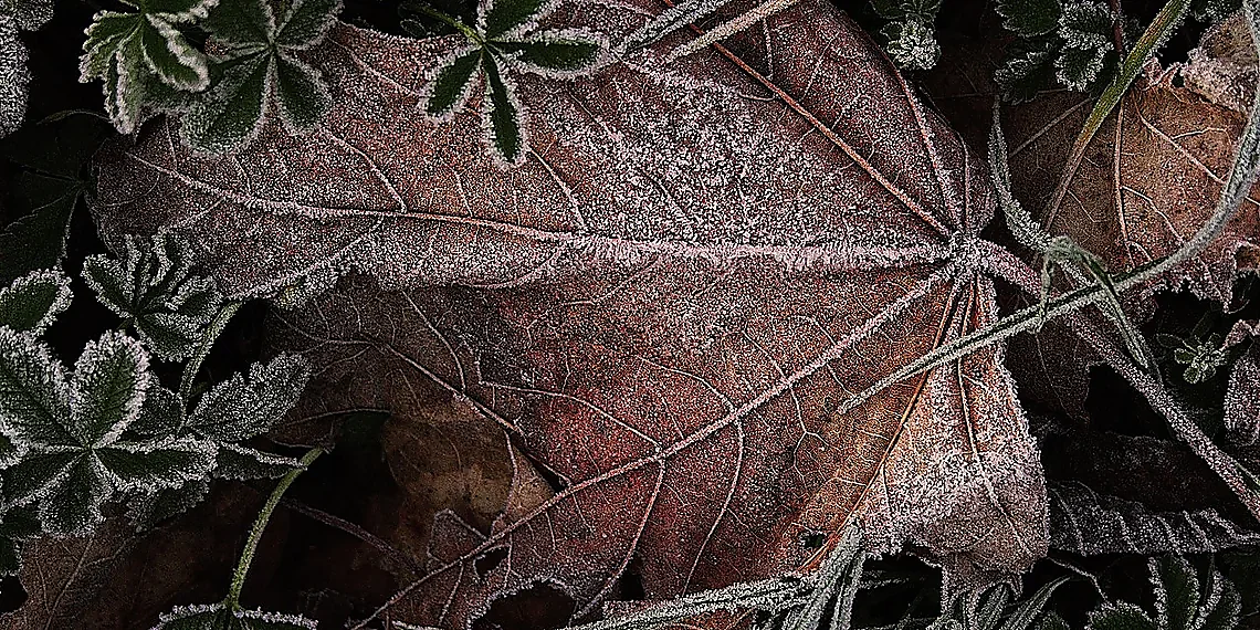 The Image & Initial Interpretation – Mars butterfly discovery