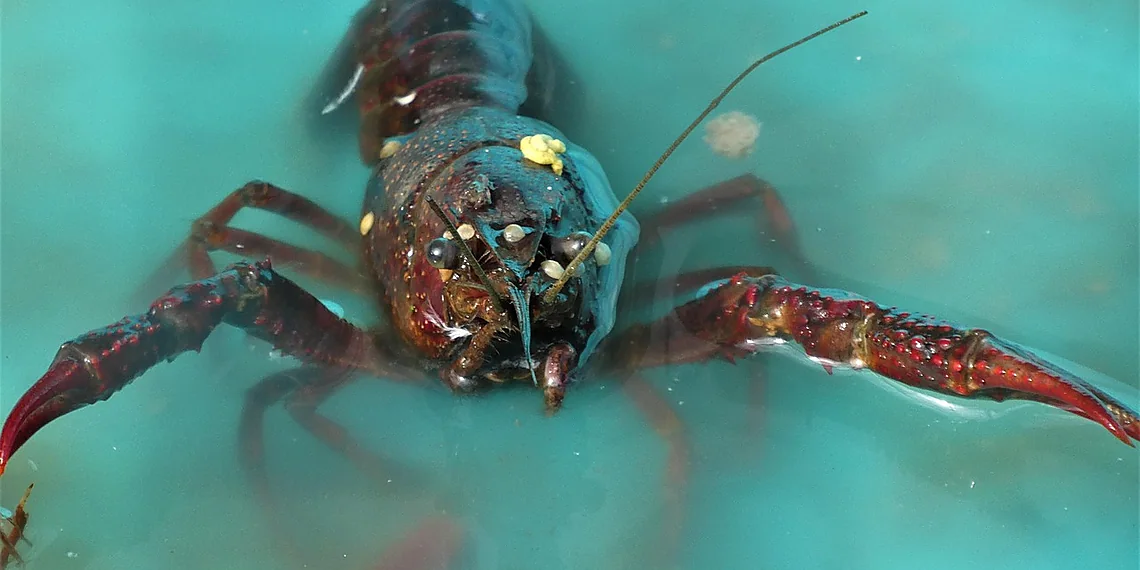 Related image for biorobotics