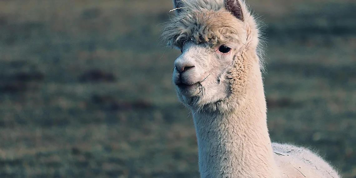 Related image for DeepSeek AI