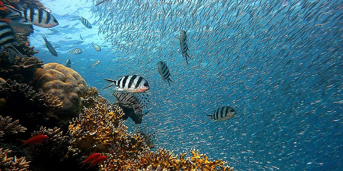 Mimicking Collective Behavior – CO2 capture