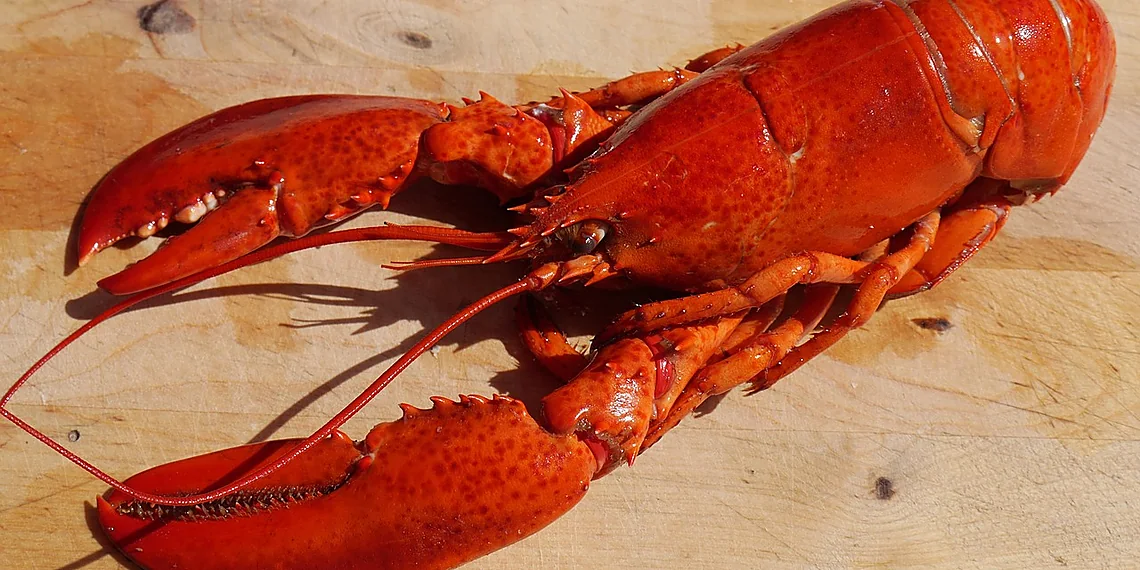 Related image for lobster shell robotics