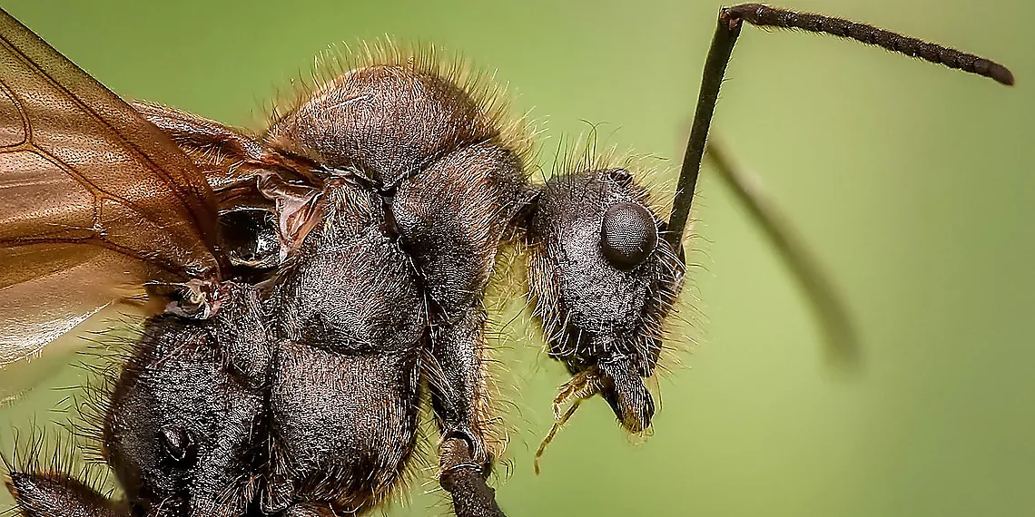 Chitin's Remarkable Properties – lobster shell robotics