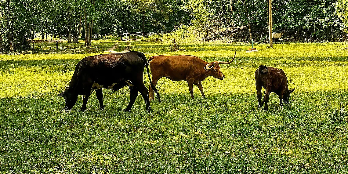 Material Waste & Environmental Concerns – lobster shell robotics