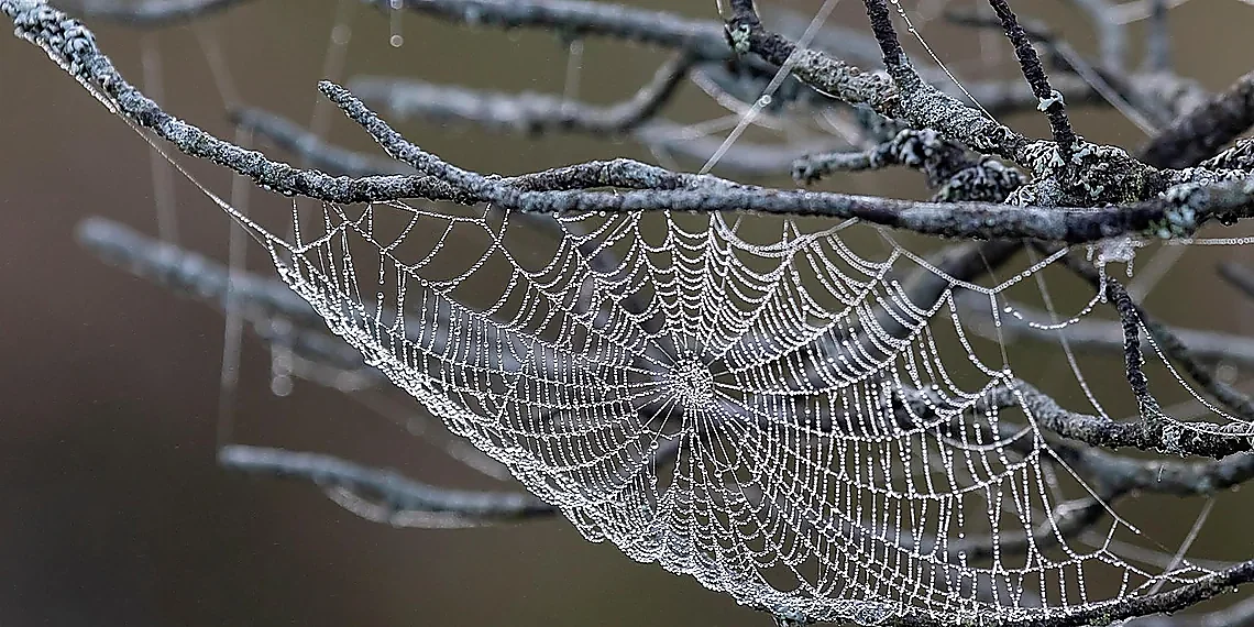Omega Centauri's Unique Character – intermediate black holes