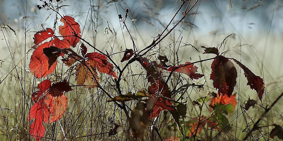 How Linear Constraints Supercharge Verification – Neural Network Verification