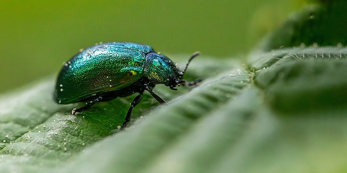 Related image for Species Recognition