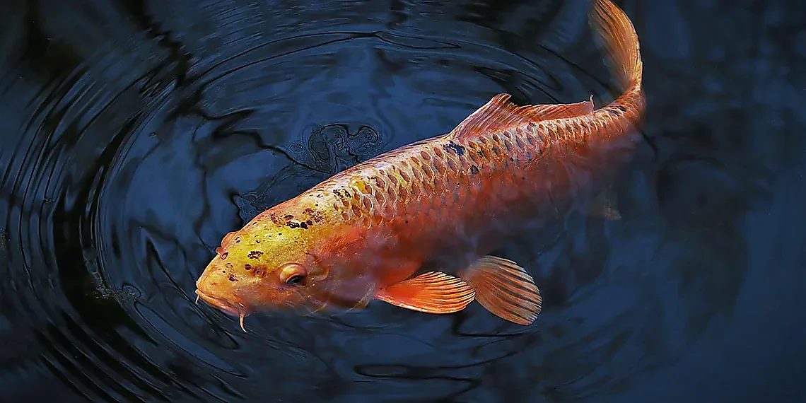 Beyond Our Sun: Defining Monster Stars – early universe stars