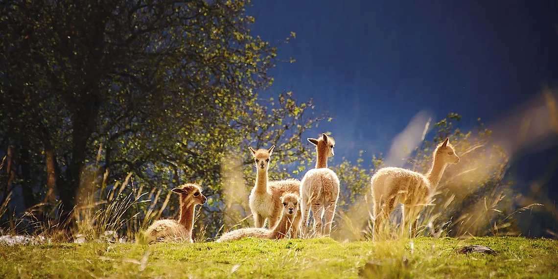 Related image for LLama pretraining