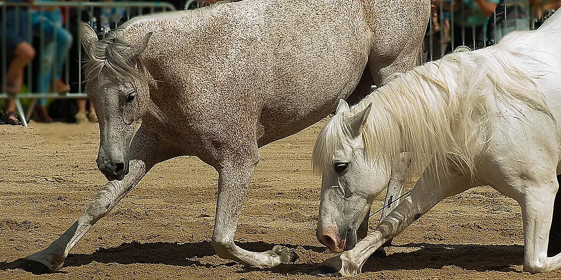 What is Selective Forgetting? – LLM privacy forgetting