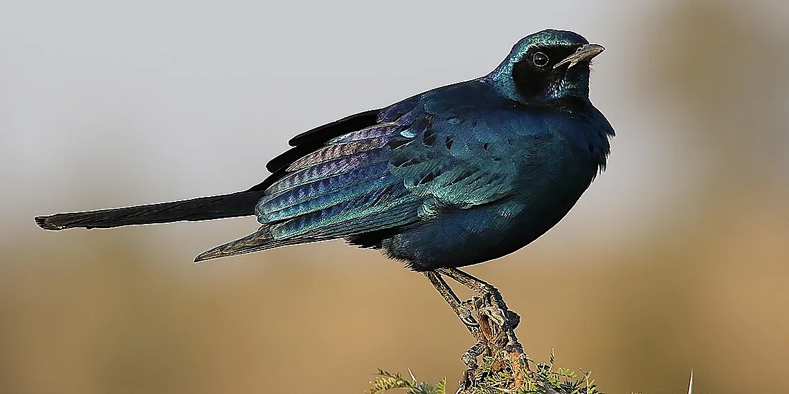 Witnessing Galactic Collisions – Webb telescope images