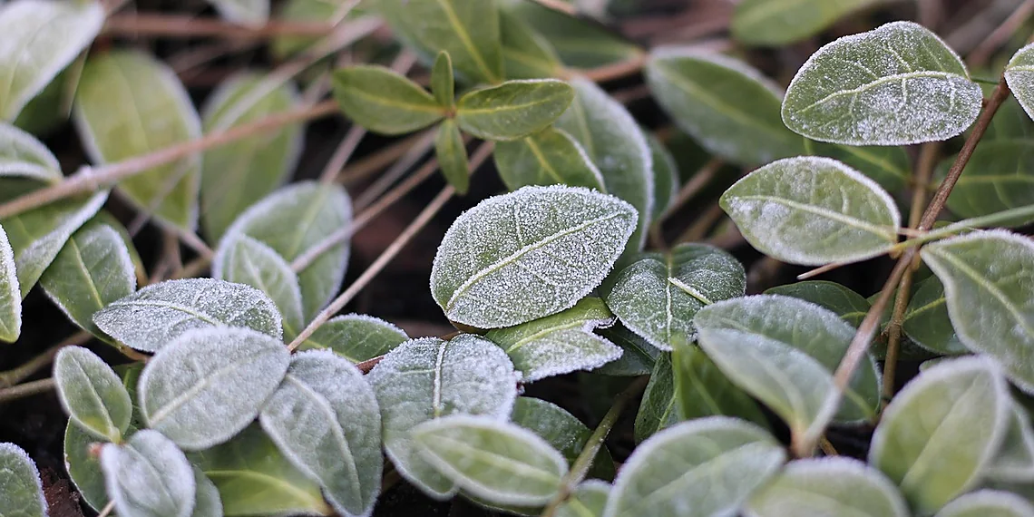 Related image for plant identification