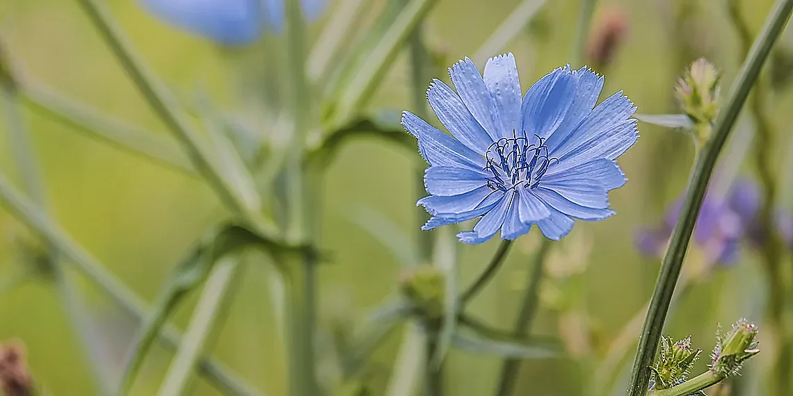 What Are Class Prototypes? – plant identification