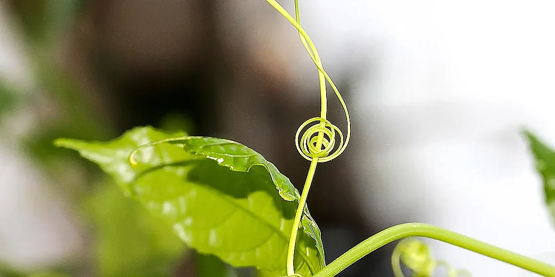 Strategic Prompt Diversity & Uncertainty Quantification – AI model reliability