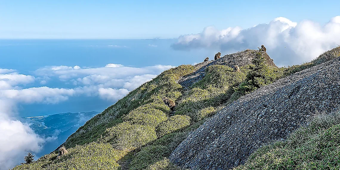 Parallelism vs. Autoregressive Decoding – Diffusion Language Models