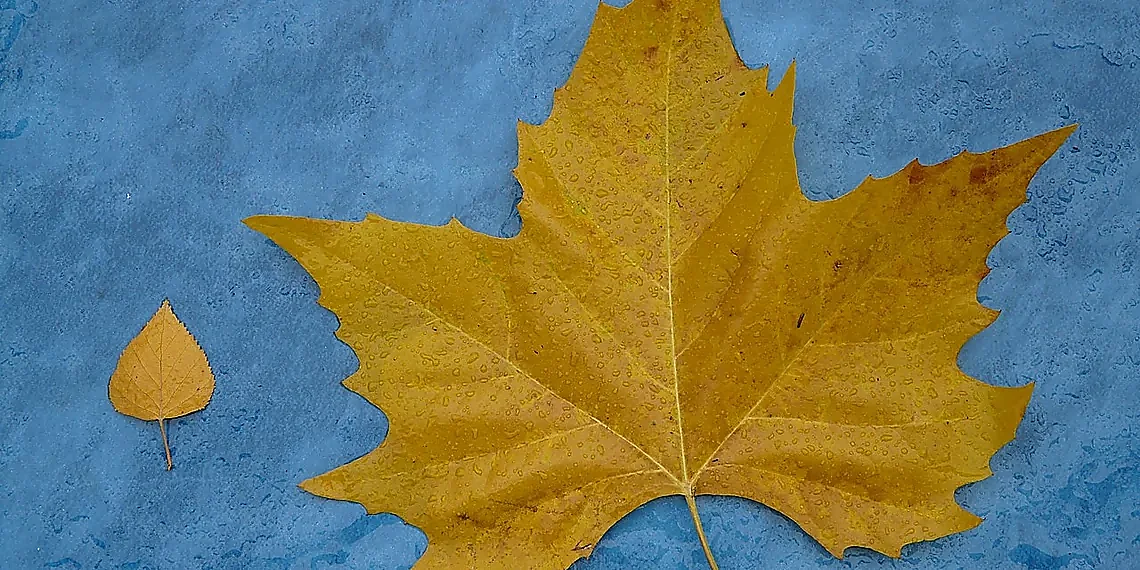 From Symmetry to Equivariance: A Core Distinction – learning dynamics