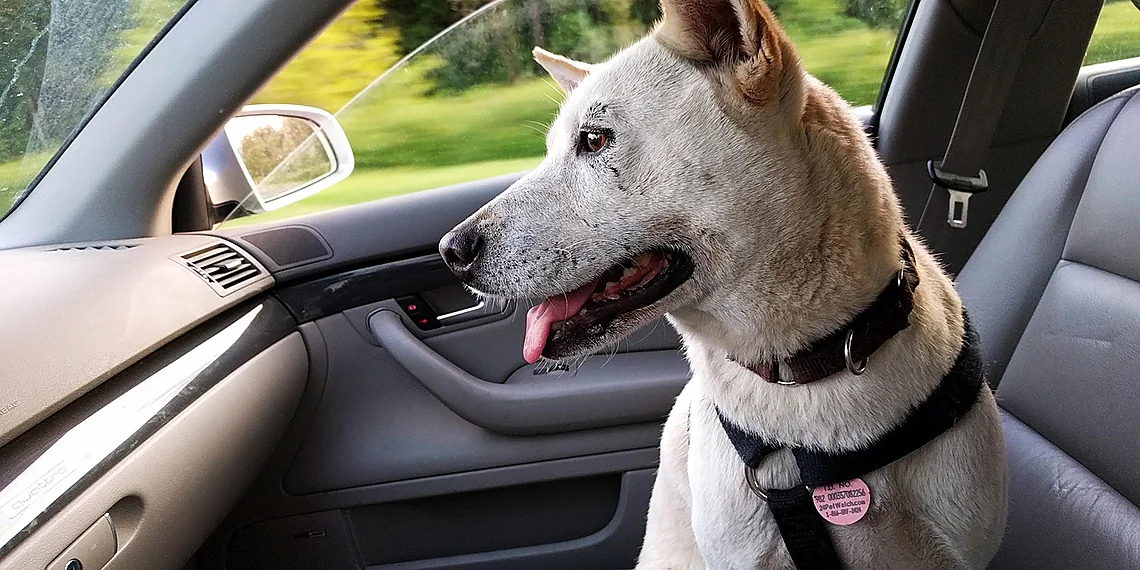 Related image for AI Copilot Pet