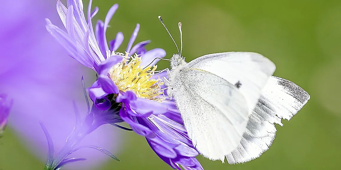 Predictive Coding: Brains & Transformers – neuroscience AI integration