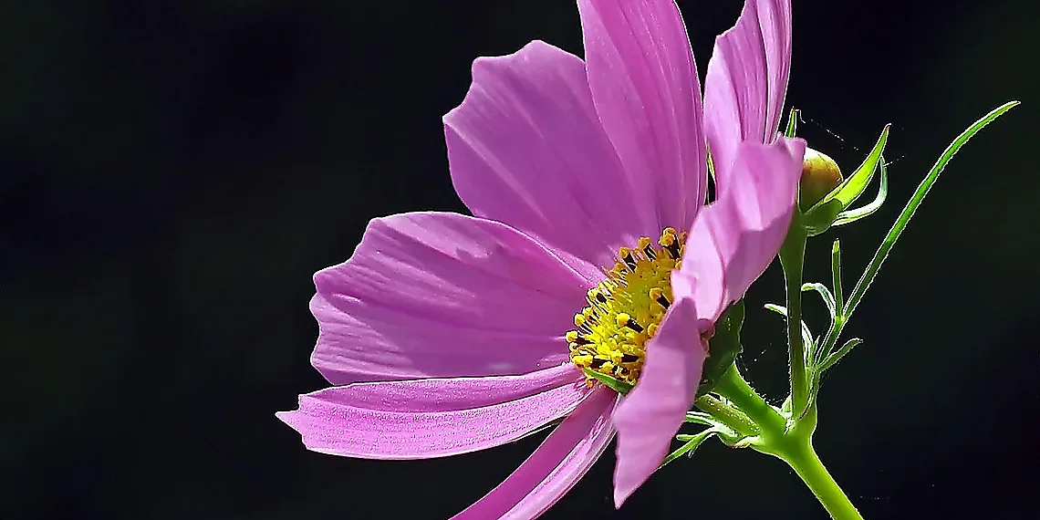 Primary vs. Secondary: A Crucial Distinction – attention sinks