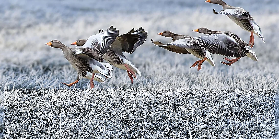 Gravitational Dance: How Galaxies Collide – JWST galaxy collision