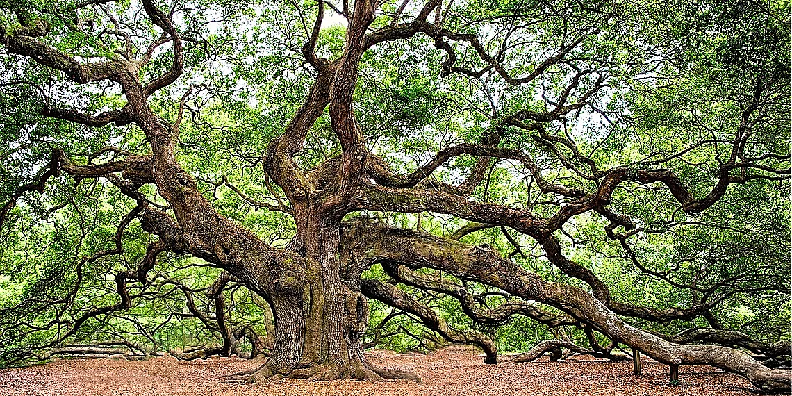 Unconstrained Optimization vs. Biological Systems – temporal constraints