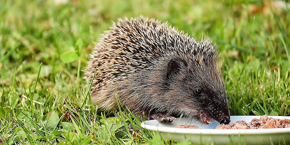 Enzyme-Driven Reactions as Computation – biochemical computing