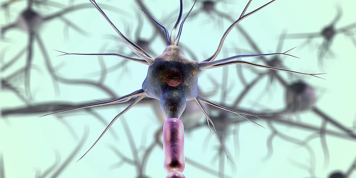 Related image for olfactory circuits