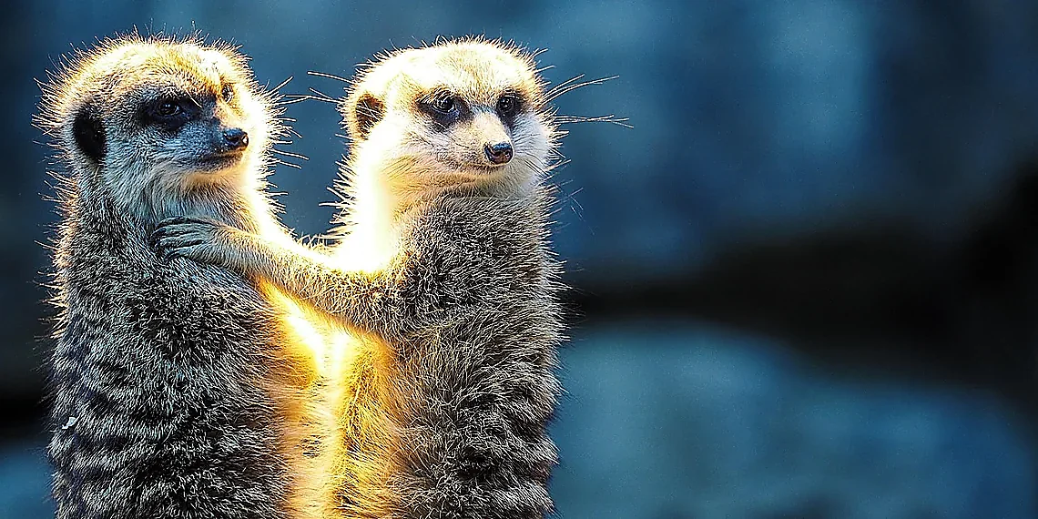 Traditional Toleration Operators (Equal, Exists)