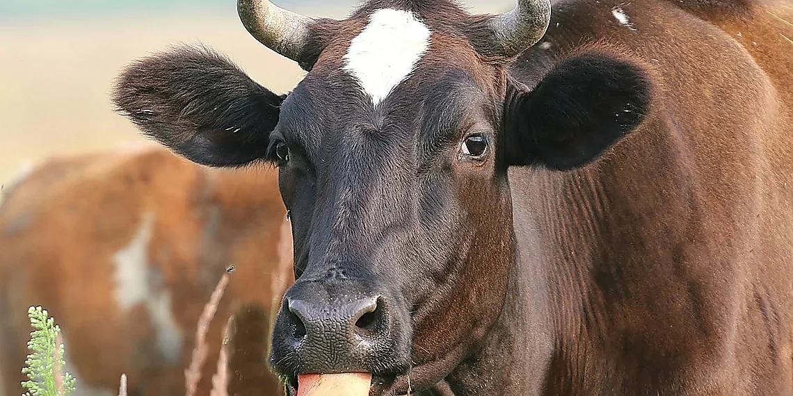 Why Language Matters in AI – knowledge graph alignment