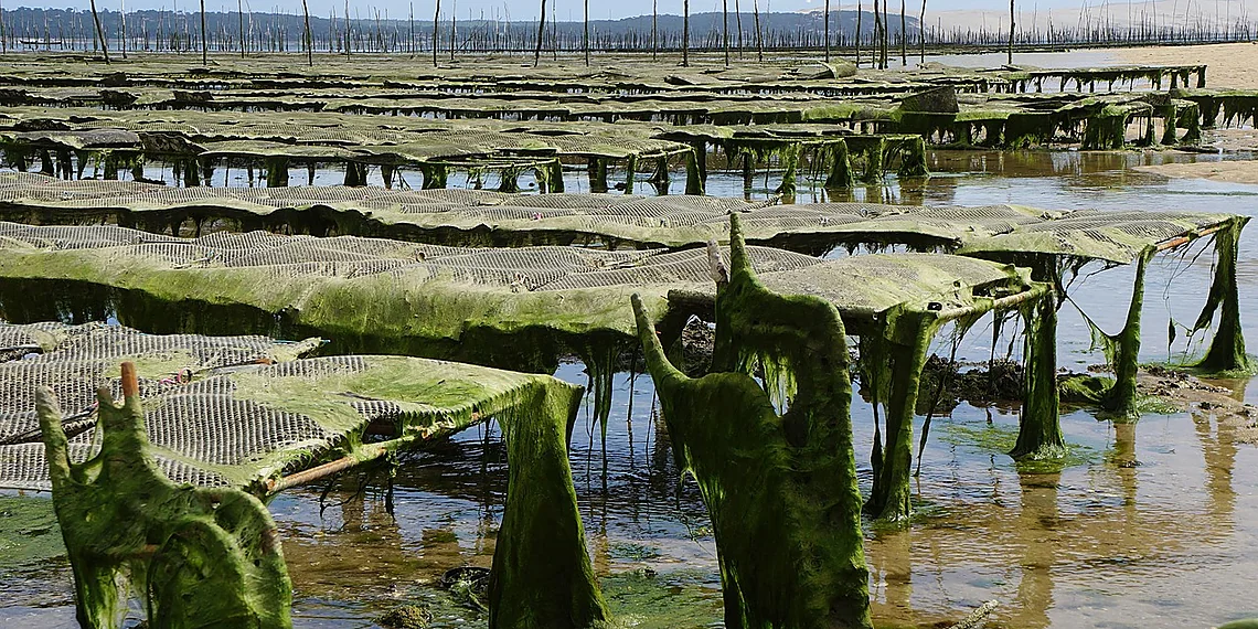 Related image for shrimp disease detection